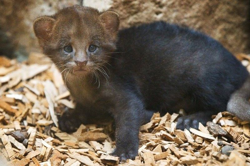 Illustration for article titled ZOMG BABY JAGUARUNDI!!!